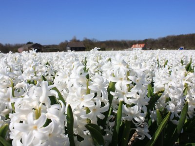 Holiday house Familie de Mooij - Environment photo 26