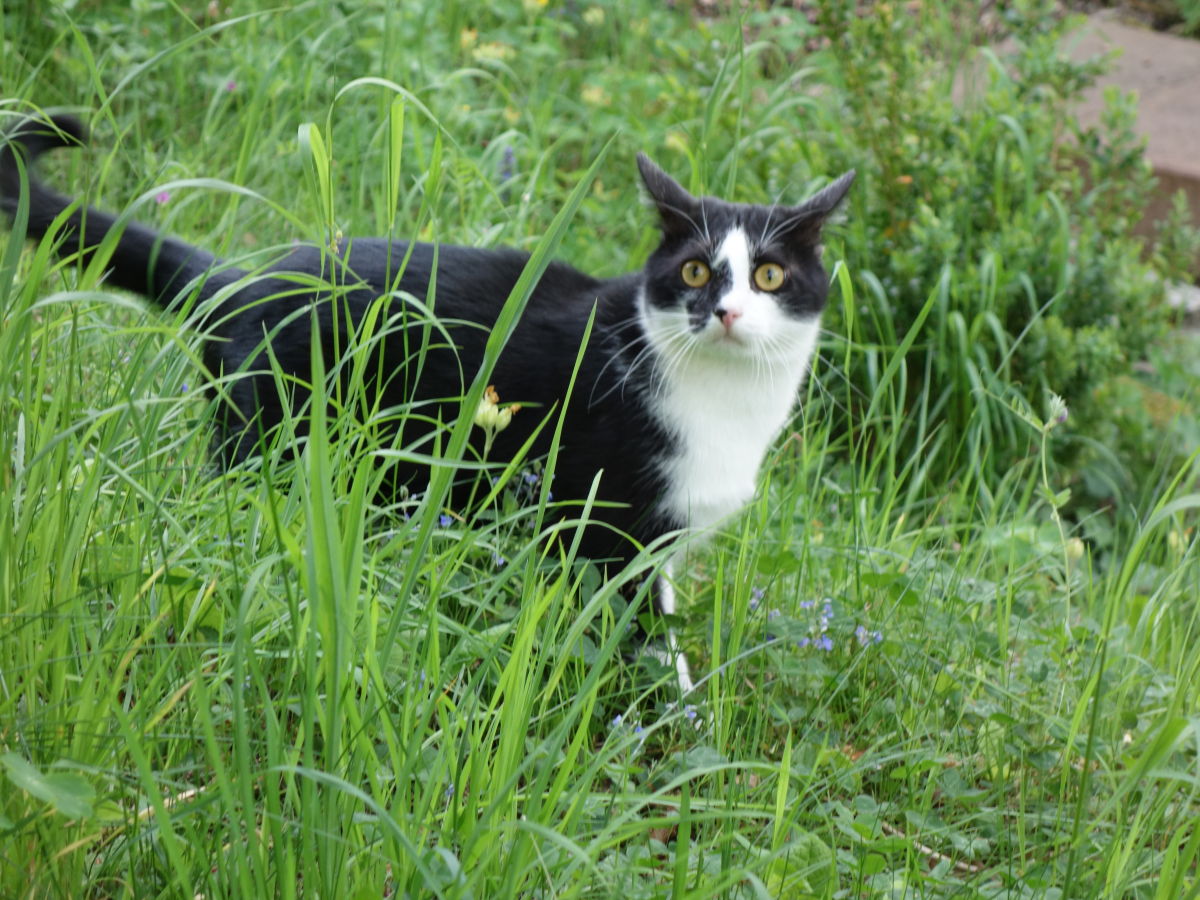 Holiday apartment Zum Wildpark - Outdoor photo 4