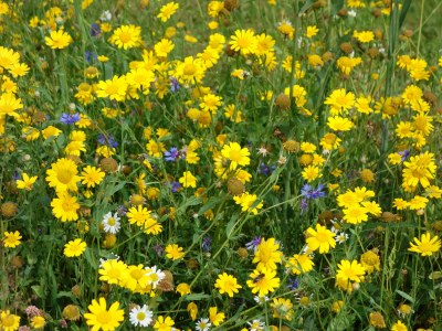 Holiday apartment Zum Wildpark - Environment photo 24