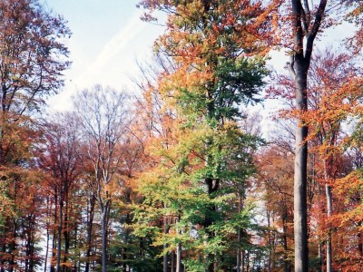 Holiday apartment Zum Wildpark - Environment photo 26