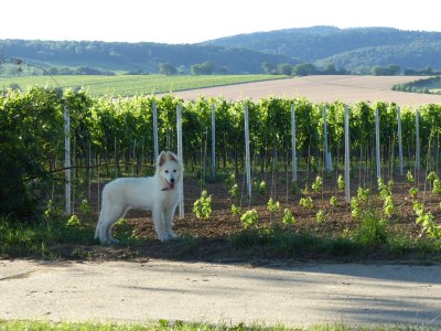 Holiday apartment Monte Noble 2 - Environment photo 34