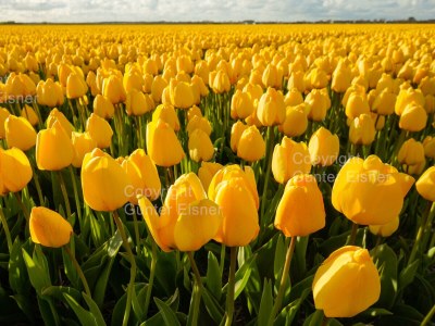 Holiday house Strandperle 174 holiday home - Environment photo 27