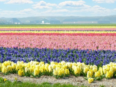 Holiday house Strandperle 174 holiday home - Environment photo 28