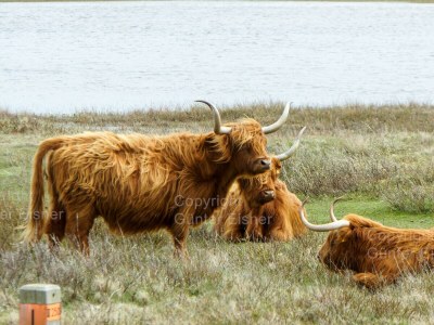 Holiday house Strandperle 174 holiday home - Environment photo 29