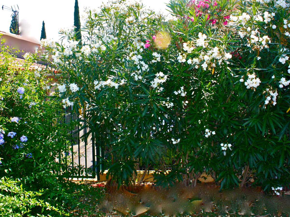 Holiday house Mas de Village - Outdoor photo 5