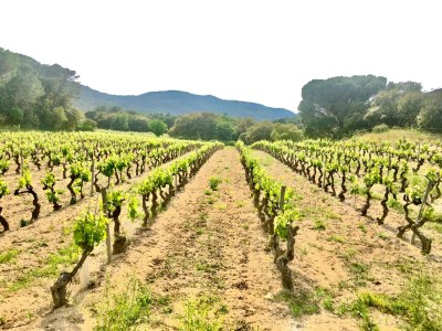 Holiday house Mas de Village - Environment photo 51