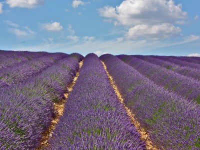 Holiday house Mas de Village - Environment photo 79