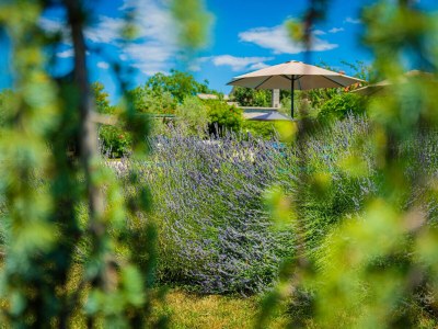 Villa Villa Benka with pool in Istria - Outdoor photo 12