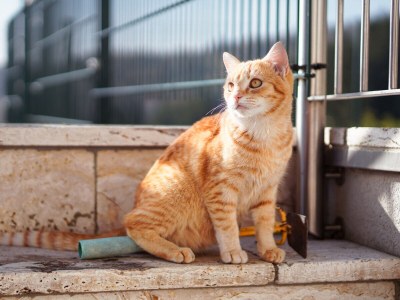 Holiday apartment MÃ¼hlbauerhof - Environment photo 22