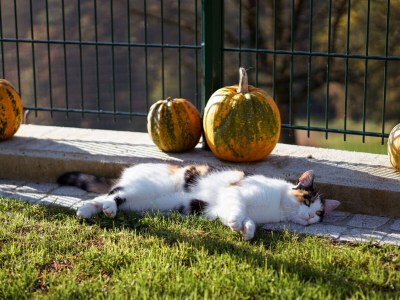Holiday apartment MÃ¼hlbauerhof - Environment photo 23