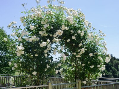 Holiday apartment MÃ¼hlbauerhof - Environment photo 25