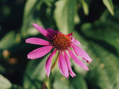 Holiday apartment MÃ¼hlbauerhof - Environment photo 26