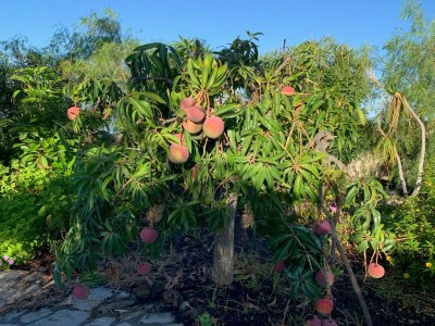 Holiday house Country estate in the south of the island - Outdoor photo 29