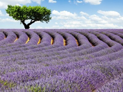 Villa Domaine de Valmenon - Environment photo 39