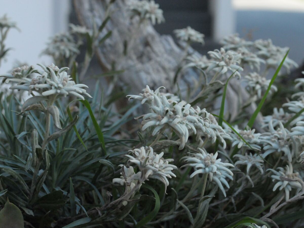 Apartment Apartment "Bergwelt" - Outdoor photo 2