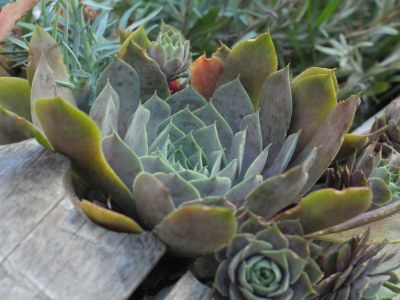 Apartment Apartment "Bergwelt" in Seefeld - Apartment