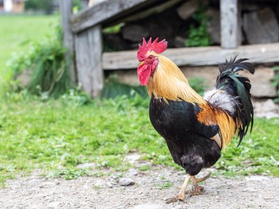 Farmhouse VÃ¶stlerhof - Outdoor photo 6