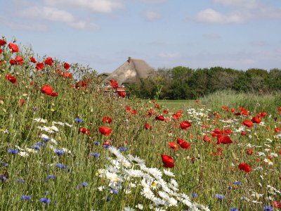 Villa Villa Aloha - Environment photo 23