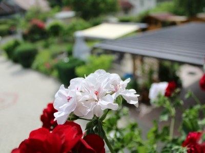 Apartment Dachgeschoss Ferienwohnung - Outdoor photo 18