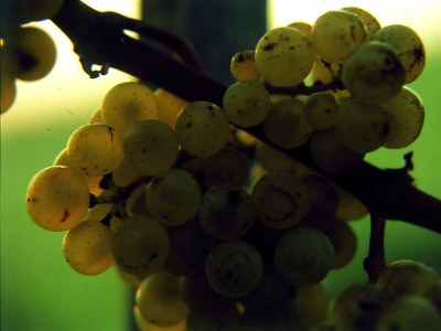 Holiday room Dreibettzimmer - Outdoor photo 21