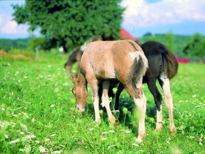 Holiday room Dreibettzimmer - Outdoor photo 24
