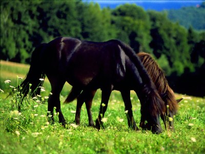 Holiday room Dreibettzimmer - Outdoor photo 25