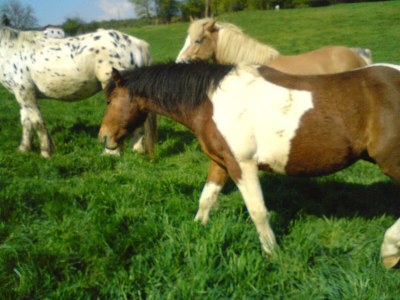 Holiday room Dreibettzimmer - Outdoor photo 26