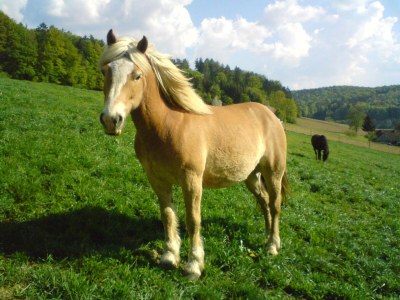 Holiday room Dreibettzimmer - Outdoor photo 27