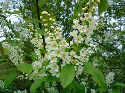 Holiday room Dreibettzimmer - Outdoor photo 41