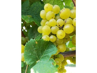 Holiday room Einzelzimmer - Outdoor photo 18