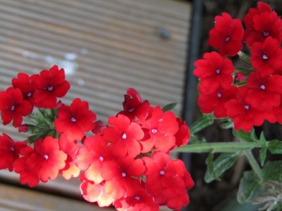 Holiday room Einzelzimmer - Outdoor photo 24