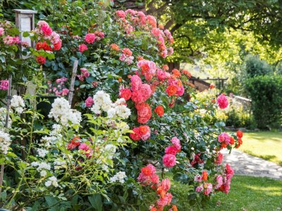Apartment Winzerhaus - 2 Nächte - Outdoor photo 35
