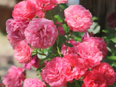 Apartment Winzerhaus - 2 Nächte - Features photo 56