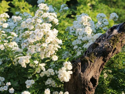 Apartment Winzerhaus - 2 Nächte - Features photo 57