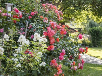 Apartment Winzerhaus - 2 Nächte - Features photo 63