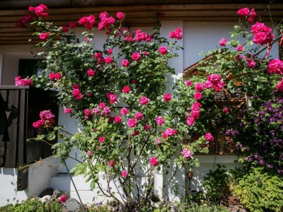 Apartment Ferienhaus Romantikstöckl - 2 Nächte - Outdoor photo 12