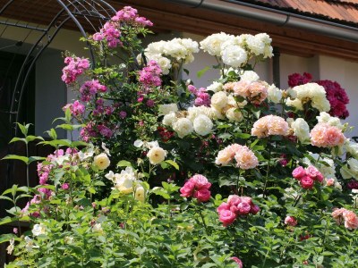 Apartment Ferienhaus Romantikstöckl - 2 Nächte - Outdoor photo 16