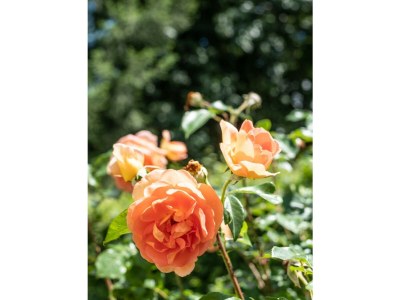 Apartment OMA's Apartment in Haus GRETE - Outdoor photo 38