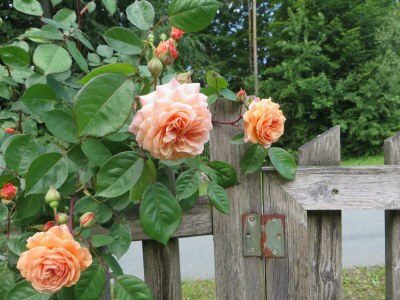 Apartment Landlust-Ferienhaus - Outdoor photo 7