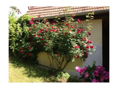 Apartment Landlust-Ferienhaus - Outdoor photo 17