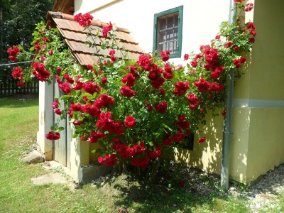 Apartment Landlust-Ferienhaus - Outdoor photo 21