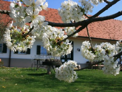 Holiday room Ferienwohnung "Am Heuboden" - Outdoor photo 6