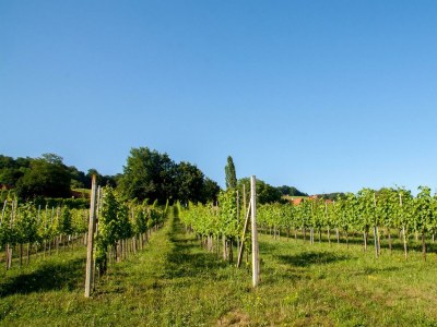 Apartment Appartement Weinrebe - Outdoor photo 9