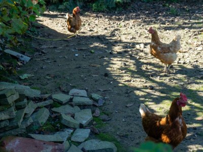 Apartment Ferienwohnung mit Terrasse | bis zu 6 Personen - Outdoor photo 14