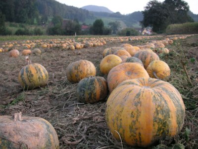 Apartment Sunnseitn - Outdoor photo 10