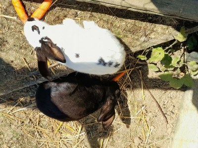 Apartment Sunnseitn - Outdoor photo 17