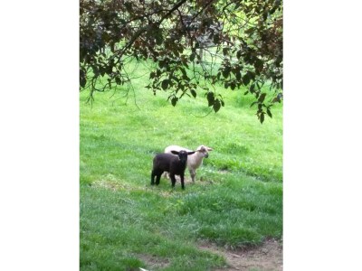 Apartment Ferienhaus Bauernhof "Kochwagner" - Outdoor photo 8