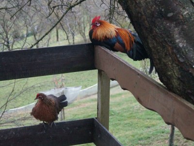 Apartment Ferienhaus Bauernhof "Kochwagner" - Outdoor photo 9