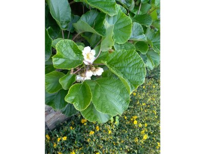 Apartment Ferienhaus Bauernhof "Kochwagner" - Outdoor photo 11