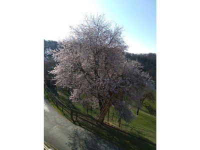 Apartment Ferienhaus Bauernhof "Kochwagner" - Outdoor photo 12